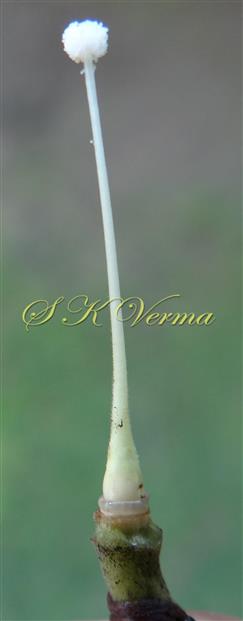  Pistil